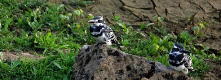...and at every turn Pied Kingfishers.