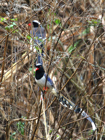 ...the fabulous-looking Red-billed Blue Magpie...