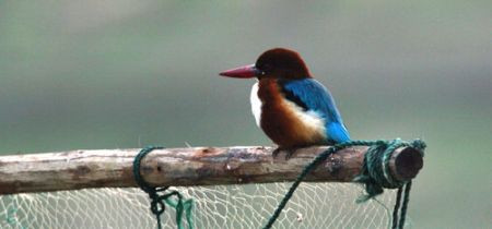 ...the elegant White-throated Kingfisher...