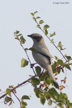 Gujarat is an excellent place to see the enigmatic Gray Hypocolius...