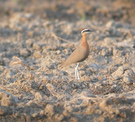Indian Coursers can be found on the fields, often mingling with Sociable Plovers from Central Asia.
