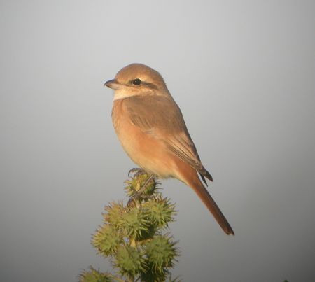 ...and Rufous-tailed Shrikes.