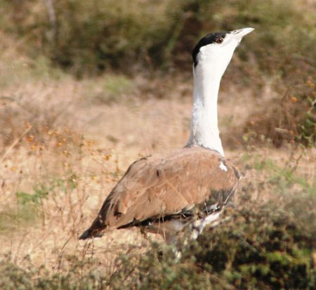 We'll also be looking for majestic Indian Bustards...