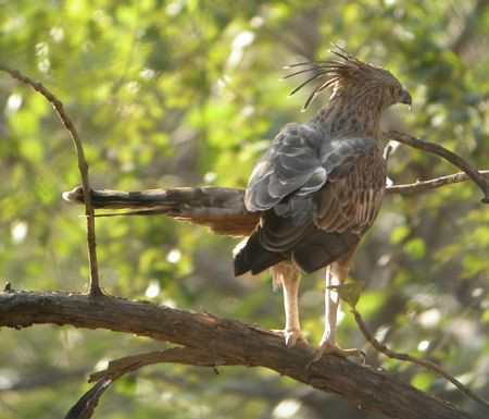 ...where we can also expect Crested Hawk-Eagles.