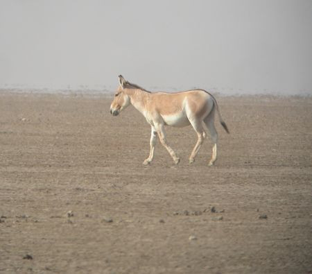 Out on the open Rann of Kutch we'll find Asiatic Wild Ass...