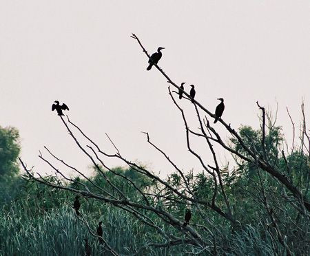 Great and Pygmy Cormorants gather above the reed beds at sunset.