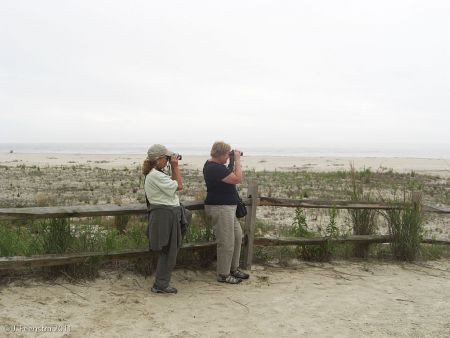 &hellip;and we&rsquo;ll be on the beach to look for gulls, terns, and shorebirds.
