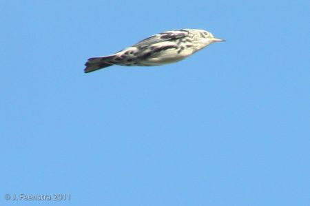 Many of the warblers are seen in flight as they head south, like this Black-and-white Warbler, a common migrant&hellip;