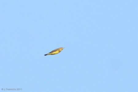 Cape May birders have advanced the art of identifying (and photographing) small birds flying overhead; here a Connecticut Warbler, a scarce migrant.

