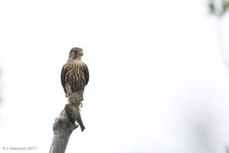 &hellip;and occasionally seen feeding a Merlin.