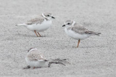&hellip;as well as the endearing and endangered Piping Plover.