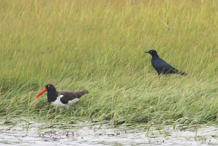 &hellip;and American Oystercatchers and Boat-tailed Grackles can often be found.