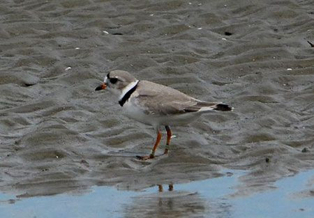 Southeastern beaches still harbor healthy populations of the declining Piping Plover.