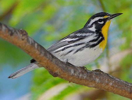 ...and the elegant Yellow-throated Warbler creeps along the branches. 