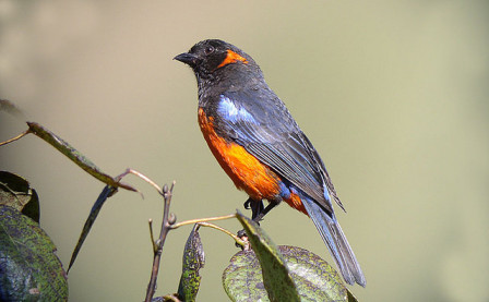 &hellip;the always stunning Scarlet-breasted Mountain-Tanager&hellip; 