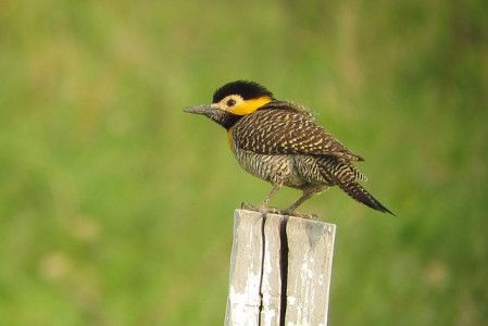 We&rsquo;ll start birding near Santa Cruz, where the tour starts, and Campo Flicker is among the many possibilities. 