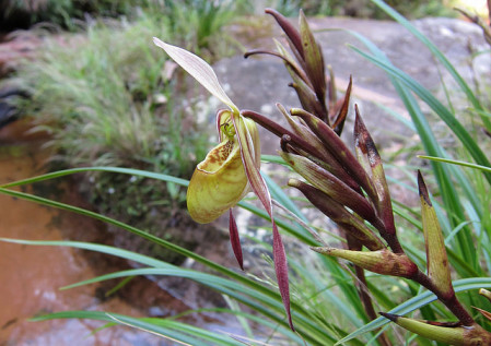 The botanical diversity here explodes, and we should be able to see this amazing orchid, Phragmipedium caricinum, growing on the rocks in the stream. 