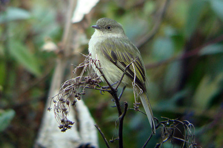 Some birds in this habitat might be the adorable Bolivian Tyrannulet&hellip; 