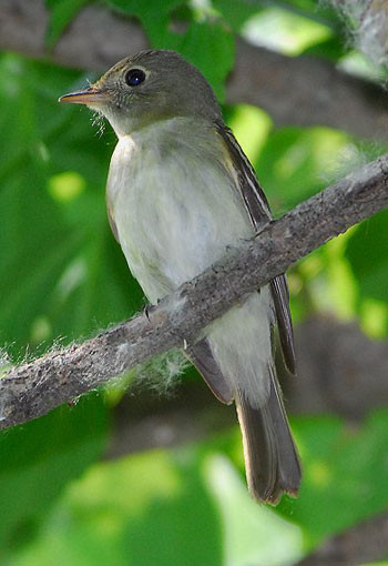 The old battlefields still host many of the same birds that sang there 150 years ago. Acadian Flycatcher is a characteristic &lt;em&gt;Empidonax&lt;/em&gt; of Appalachian forests.