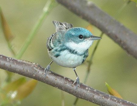 The aptly named Cerulean Warbler is a declining breeder in hardwood forest.
