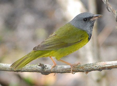 The breeding range of the somber Mourning Warbler extends south to include a small portion of the West Virginia mountains.