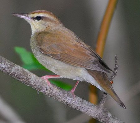Vocally somewhat similar to Louisiana Waterthrush, the very local Swainson's Warbler is a classic southeastern specialty.