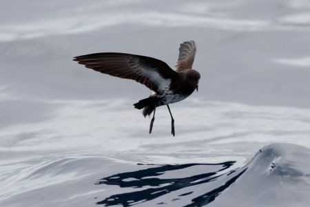 ...and the recently rediscovered New Zealand Storm Petrel...