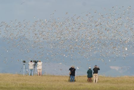New Zealand is a fabulous places for shorebirds...