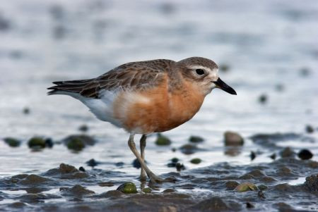 ...including the relatively common New Zealand Dotterel...