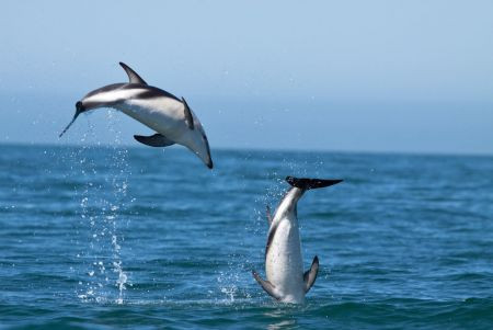... or the many marine mammals including the acrobatic Dusky Dolphin.