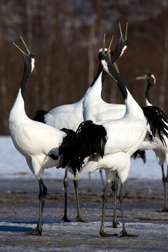 ...Hokkaido's dancing Red-crowned Cranes...
