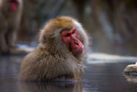 We will of course look at everything including snow monkeys warming themselves in a hot spring.