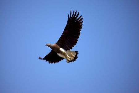 ...and others such as Grey-headed Fish-Eagle that thrive here. 