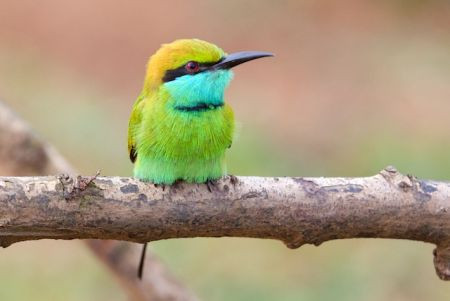 ...as many of the temples are good for birds like Little Green Bee-eater...
