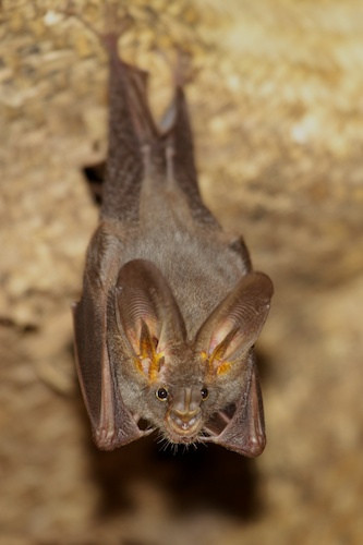 We'll look at everything from a False Vampire Bat...
