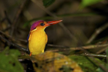 ...or the tiny Rufous-backed Kingfisher...