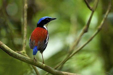 Many are colorful and secretive, like the endemic Blue-headed Pitta...