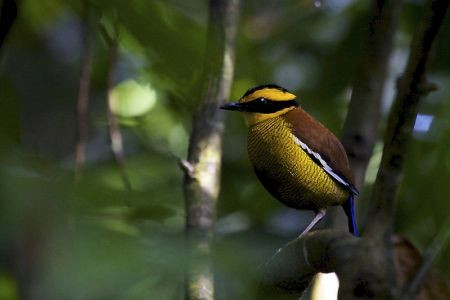 ...or the Bornean Banded Pitta...