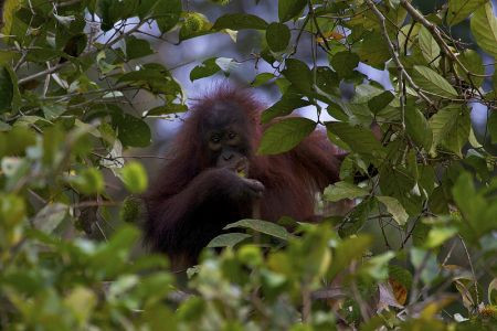 But Borneo is more than birds.  It's a naturalists' paradise, with so many special mammals like Bornean Orang-utan...