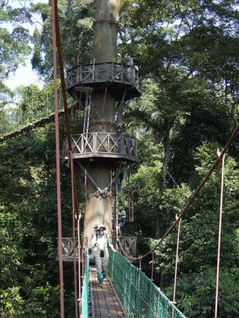 ...and Borneo has the best canopy walkways in Asia!