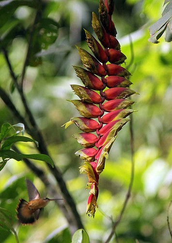 Worth extra attention is this Heliconia rostrata, as it&rsquo;s a favorite food for the Koepke&rsquo;s Hermit &ndash; oops, there goes one!
