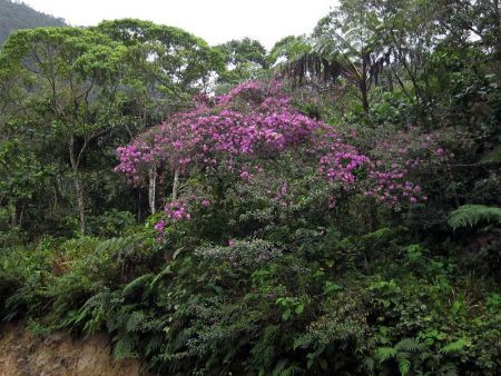 If the timing is right, we might get lucky to see the Tibouchina trees in bloom here.