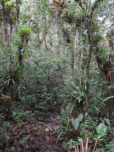 In the deeper valleys near our lodge is a more lush type of habitat, dripping with epiphytes where we&rsquo;ll look for antpittas and tapaculos.                                            