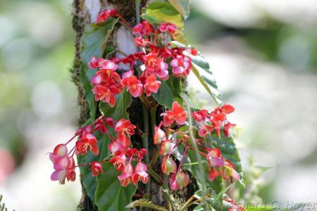 &hellip;while red Begonias brighten up the understory.