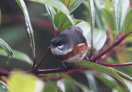 Some endemics may not sport bright colors; the Bay-chested Warbling-Finch is still attractive&hellip;
