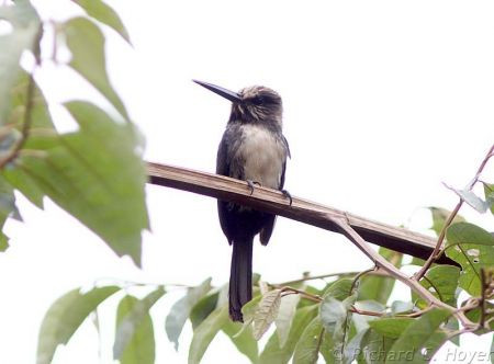 &hellip;and the very local Three-toed Jacamar is always a charmer despite the lack of glitz.