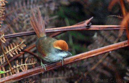 &hellip; while the Rufous-capped Spinetail&rsquo;s squeaky calls are often heard from dense understory along our birding trails.