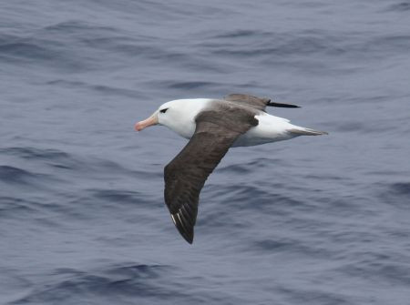 ...and we should see hundreds of Black-browed Albatross...