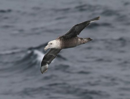 ...but we'll also see Southern Giant Petrels and many more tubenoses...