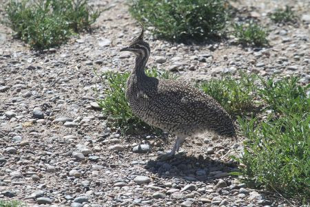 During our excusions we'll look for land-based birds, like the Elegant Crested Tinamou near Puerto-Madryn (Argentina)...